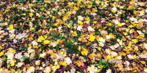 Beitragsbild des Blogbeitrags Laub im Herbst – goldgelbe, rote Pracht 
