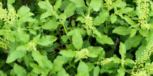 Beitragsbild des Blogbeitrags Tulsi – Indisches Basilikum – Hausmittel und Anwendung