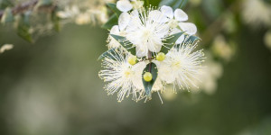 Beitragsbild des Blogbeitrags Myrte – Heilpflanze der Liebe