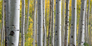 Beitragsbild des Blogbeitrags Die Heilkraft der Birke