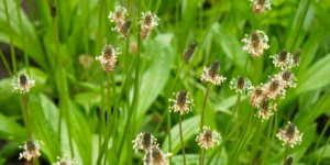 Beitragsbild des Blogbeitrags Spitzwegerich das Wunderkraut 