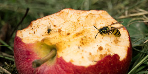 Beitragsbild des Blogbeitrags Schutz vor Insekten