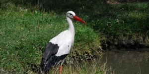 Beitragsbild des Blogbeitrags Reiseblog: Eine sommerliche Reise um den Neusiedlersee mit einem Schmorbraten mit St. Laurent 