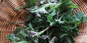 Beitragsbild des Blogbeitrags Brennnesselpesto