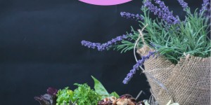 Beitragsbild des Blogbeitrags Season your Kitchen #4 Juli-August / Dille, Zuckermais, Heidelbeeren
