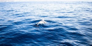 Beitragsbild des Blogbeitrags Teneriffa Whale Watching – Was du beachten solltest und mit welchen Anbieter du die richtige Wahl triffst