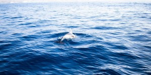 Beitragsbild des Blogbeitrags Teneriffa Whale Watching – Was du beachten solltest und mit welchen Anbieter du die richtige Wahl triffst 