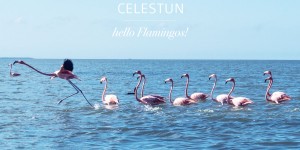 Beitragsbild des Blogbeitrags Honeymoon – Celestun – Vögel, Flamingos & blutrotes Wasser 