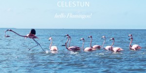 Beitragsbild des Blogbeitrags Honeymoon – Celestun – Vögel, Flamingos & blutrotes Wasser