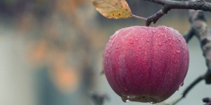 Beitragsbild des Blogbeitrags Meine Top 3 Rezepte mit Apfel 