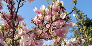 Beitragsbild des Blogbeitrags Gedanken zum Muttertag 