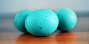 Beitragsbild des Blogbeitrags gibt es zu ostern noch türkise eier?
