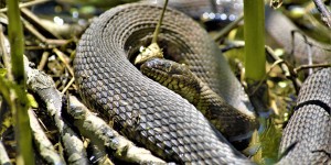 Beitragsbild des Blogbeitrags der sumpf zieht alle runter