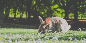 Beitragsbild des Blogbeitrags Mixahulababy 530 – die Playlist für den Ostermontag