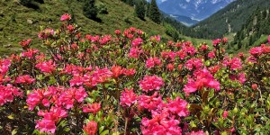 Beitragsbild des Blogbeitrags Ein Fest der Farben: die Alpenrosenblüte im Fotschertal 