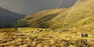 Beitragsbild des Blogbeitrags Der Graukäs’ von der Juifenalm