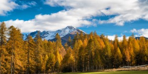 Beitragsbild des Blogbeitrags Brennende Lärchen