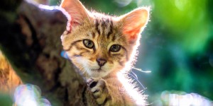 Beitragsbild des Blogbeitrags Niedlichkeitsfaktor 100 – Nachwuchs im Alpenzoo 