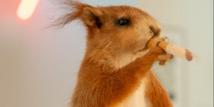 Beitragsbild des Blogbeitrags Fumare o non fumare, questo è il problema….