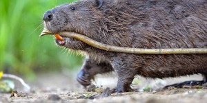 Beitragsbild des Blogbeitrags Von gebratenen Bibern, Fischtaufen und Maultaschen