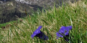 Beitragsbild des Blogbeitrags Es blüht so schön, wenn die Alpenblumen blühen 