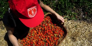Beitragsbild des Blogbeitrags Strawberry Picking in Tyrol – A Springtime Tradition 