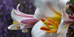 Beitragsbild des Blogbeitrags Der Botanische Garten: floraler Weltenbummel in Hötting 