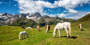 Beitragsbild des Blogbeitrags Almrosenblüte in Kühtai – die Schwarzmoosseen