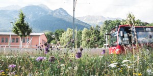 Beitragsbild des Blogbeitrags Flower-Power auf Innsbrucks Verkehrsinseln