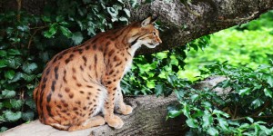Beitragsbild des Blogbeitrags Alpenzoo- un’ avventura tutta da vivere