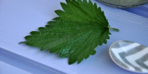 Beitragsbild des Blogbeitrags Brennessel-Suppe. Ein cremiges Kräuter-Süppchen aus dem Garten.