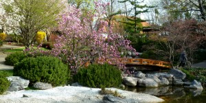 Beitragsbild des Blogbeitrags Cherryblossoms and Magnoliatrees – Setagaya Park Vienna