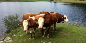 Beitragsbild des Blogbeitrags [7ways2travel] – Wanderung um den Seewaldsee am Fuße des Trattbergs 