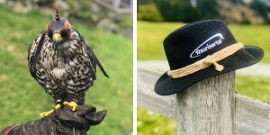 Beitragsbild des Blogbeitrags Auffi mit der Hochalmbahn Rauris: Greifvogelschau & Goldwaschen 