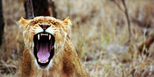 Beitragsbild des Blogbeitrags Südafrika Reise: Diese 10 Nationalparks in Südafrika musst du gesehen haben! 