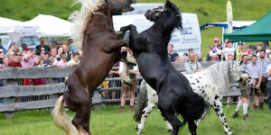 Beitragsbild des Blogbeitrags Hengstauftrieb in Rauris: Noriker kämpfen um Pole-Position auf der Alm