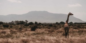 Beitragsbild des Blogbeitrags Travel Diary – Kenia 
