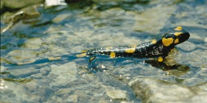 Beitragsbild des Blogbeitrags Feuersalamander, Frösche und Kröten auf Wanderschaft