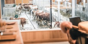 Beitragsbild des Blogbeitrags Ein Bistro im Kuhstall – die Heimatküche in Dienten
