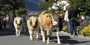 Beitragsbild des Blogbeitrags Wenn die Kühe ins Tal wandern 