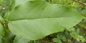 Beitragsbild des Blogbeitrags Die Lungauer Balsampappel 
