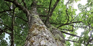 Beitragsbild des Blogbeitrags Die Kraft der Bäume – Baumlehrpfad in Wagrain-Kleinarl 