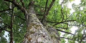 Beitragsbild des Blogbeitrags Die Kraft der Bäume – Baumlehrpfad in Wagrain-Kleinarl