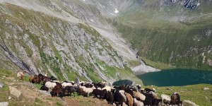 Beitragsbild des Blogbeitrags Almsommer auf der Seebachalm