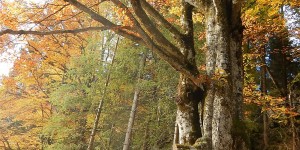 Beitragsbild des Blogbeitrags Die Wälder im Naturpark Weißbach