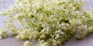Beitragsbild des Blogbeitrags Holunderblüten-Rezepte 