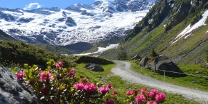 Beitragsbild des Blogbeitrags Almsommer hautnah erleben