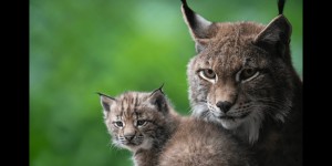 Beitragsbild des Blogbeitrags Luchs, Bär und Wolf