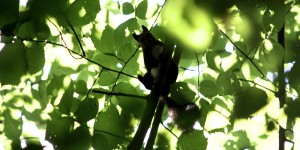 Beitragsbild des Blogbeitrags Meine Nacht im Wald
