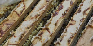 Beitragsbild des Blogbeitrags Der Moosauer-Hof – Andrea, Severin und ihre Bienen 